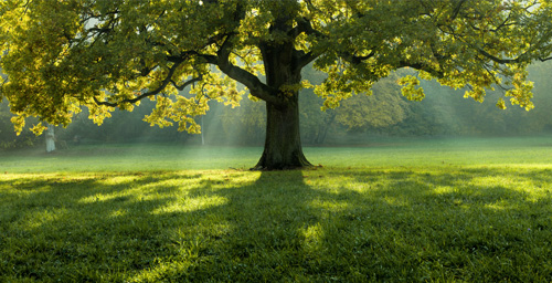 Çevreye Saygı Politikası